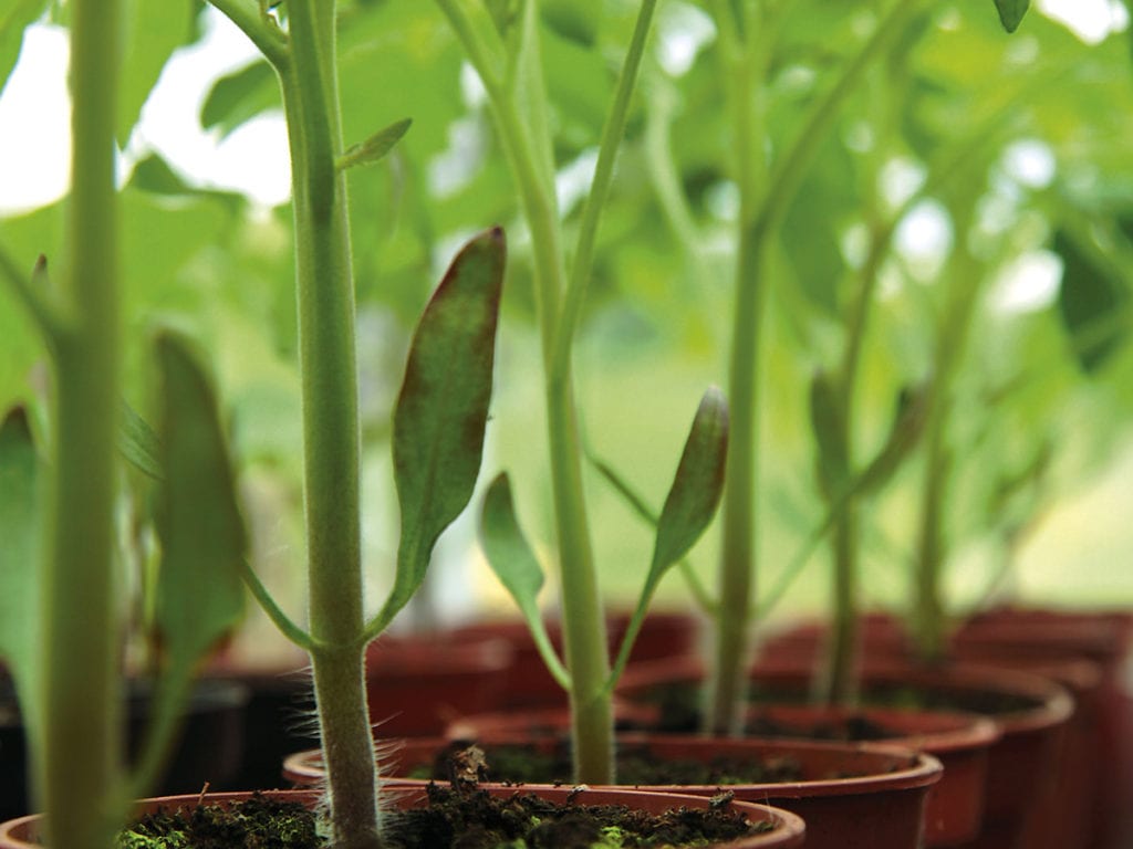 Plants in greenhouse